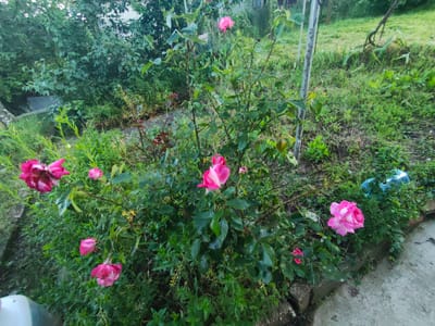 The image shows a garden scene in what appears to be a residential area, possibly in Tsar Kaloyan, Bulgaria, though specific location details are not verifiable from the image alone. The main subject is a rose bush with several pink and white bi-color roses in varying stages of bloom. The bush is surrounded by other greenery, including various types of weeds and shrubs. In the background, there's a grassy area that transitions into denser foliage. A section of a concrete or stone pathway is visible in the lower right corner of the image. Additionally, some metal poles are visible standing up. There are no people depicted in the image.