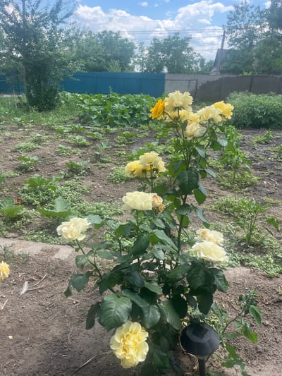 The image shows a close-up of a bush with multiple yellow roses in a garden. The roses are in various stages of bloom, with some fully open and others still budding. The bush has dark green leaves and thorny stems. The background consists of dry soil, scattered green weeds, and a blurred dark blue fence. To the left of the bush, a concrete wall is visible, and beyond that, trees and a bright blue sky with fluffy white clouds. A black solar garden light is attached to a pole next to the rose bush. The scene appears to be outdoors in a garden, likely in the daytime due to the bright lighting and clear sky. The overall impression is one of a sunny day in a garden setting.