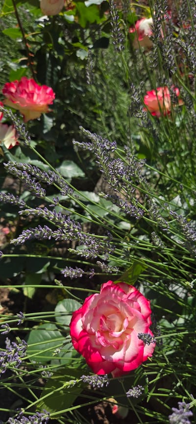 In the city of Manderbach, Germany, a close-up shot captures a vibrant garden scene. The foreground is dominated by a delicate pink and white rose, its petals unfurling in full bloom, edged with a rich crimson hue. Intertwined with the rose are numerous stalks of lavender, their tiny purple buds adding a contrasting texture and color. In the background, more of these roses are visible, some in focus and others blurred by the depth of field, hinting at a larger rose bush. The environment is lush and green, with the dappled sunlight suggesting it is a bright, clear day.