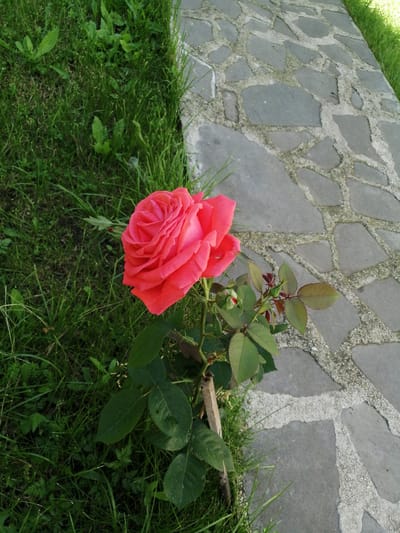 A single, vibrant pink rose is in full bloom, positioned in the lower left quadrant of the image. The rose is the primary subject, its petals unfurling in a spiral pattern. It is supported by a green stem with several leaves and at least one visible bud. The rose bush is situated on a patch of lush green grass, which occupies the left half of the frame. To the right of the grass is a pathway constructed with irregularly shaped, gray flagstones, interspersed with light-colored mortar. The pathway extends diagonally upwards and to the right, forming the background. The lighting suggests it is daytime, with shadows indicating the sun's position. The overall scene appears to be a garden or outdoor area, possibly in the city of Dedoplistskaro, Georgia, given the context provided. No people are present in the image.