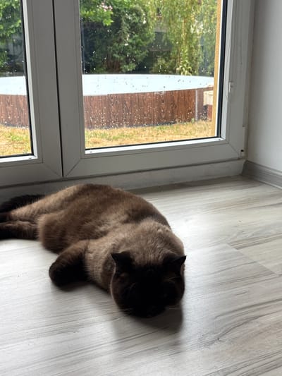 A Siamese cat is lying on a light wood-grain floor next to a large window. The window shows an outdoor scene with green trees and a wooden fence, and there are raindrops on the glass, indicating it is raining. The cat is dark brown with lighter fur on its face and paws, and appears to be sleeping. The room is sparsely furnished, with a white baseboard running along the wall. The overall impression is one of a cozy indoor scene during inclement weather, possibly in a residential area of Červená Píska, Czechia.