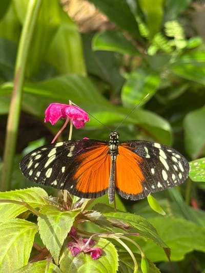 A vibrant orange and black butterfly with white spots on its wings is perched on a bright green leaf. The butterfly's body is black and segmented, with long, thin antennae extending upwards. In the background, lush green foliage and a delicate pink flower create a soft, natural setting. The image captures a moment of stillness, showcasing the intricate beauty of the butterfly and its surroundings.