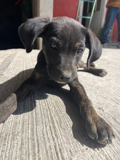 A black puppy lies on a concrete surface in bright sunlight. Its head is tilted, looking upwards with soft eyes. The puppy's ears flop down. Brindle markings are visible on its legs and face. One front paw extends towards the camera, casting a dark shadow. The concrete has a rough, textured surface. In the blurred background, there are hints of green foliage and a building exterior.