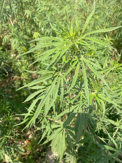 The image shows a close-up of cannabis plants in a natural outdoor setting, likely in a field or garden. The plants are green and healthy, with characteristic multi-fingered leaves. The background is filled with other vegetation, creating a dense, natural environment. The location is specified as Katauhar Kalan, India, although there are no identifying markers of the location in the image. The sunlight indicates it is during the daytime. There are no people visible in the image.