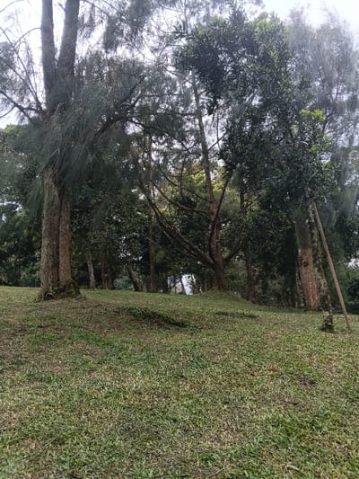 A verdant hillside scene unfolds, framed by a dense canopy of trees. Varied tree types stand tall, their branches intertwined, creating a textured green ceiling. Sunlight filters through, dappling the grassy slope below. The ground, covered in short-cut grass, rises gently towards the forest's edge. A couple of fallen branches lay on the right. The overall impression is one of tranquil woodland, with subtle variations in light and shade adding depth to the natural composition.