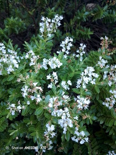 This is a close-up, eye-level shot of a flowering Hebe shrub, likely taken outdoors in Lohmar, Germany. The plant features numerous small, delicate white flowers clustered on stems, interspersed with lush, dark green, ovate leaves. Some of the flowers appear to be in bloom, while others are past their prime, showing a dried, brown appearance. The background is densely filled with more of the shrub's foliage and darker, out-of-focus branches, suggesting a natural, possibly garden, setting. The lighting appears soft, indicating it might be a cloudy day or taken during the softer light of early morning or late afternoon. No people are visible, and the focus is entirely on the botanical subject. The lower left corner of the image contains visible text: "Shot on AWESOME A70".