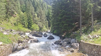 The image displays a mountain river flowing through a forested valley in Mala Tsarkva, Bulgaria. The river, centrally positioned, exhibits turbulent white water agitated by numerous dark grey boulders in its course, indicating a strong current. It flows from the background towards the foreground. Both the left and right banks ascend steeply, covered by a dense coniferous forest composed primarily of tall fir and pine trees. Green ground cover, small bushes, and scattered rocks are visible on the lower slopes of the banks. A man-made dry-stone retaining wall, constructed from irregularly shaped grey stones, is present along the lower left bank, extending partially out of frame. A similar stone structure is partially visible on the far right bank. The scene is under bright natural daylight, with sunlight filtering through the tree canopy. No individuals are present.
