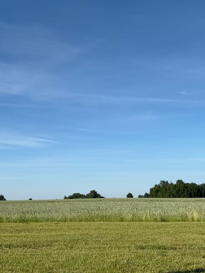 An eye-level, vertical outdoor shot captures a rural landscape under a bright blue sky with faint wispy clouds. The lower half of the image is dominated by two fields of lush green vegetation, separated by a slightly lighter green strip, possibly indicating a path or recently mown area. The fields extend horizontally across the frame, with the vegetation appearing taller and denser in the middle ground. In the distance, a line of dark green trees forms a treeline along the horizon. The landscape appears to be located in or near Пашкаўскі сельскі Савет, Belarus, a region characterized by open fields and forests. There are no people or animals visible in the image.