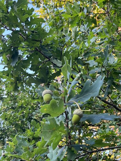 An outdoor, close-up, vertical, eye-level shot shows the branches of an oak tree in Sonchamp, France. The oak leaves are a vibrant green and are arranged around the branches of the tree. In the foreground, there are two acorns hanging from a branch. The one on the left is mostly green with a cap that is also green. The acorn on the right is also green with a green cap. In the background, there are more oak leaves and branches, as well as glimpses of the blue sky and some yellowing leaves that suggest the time of year is autumn. The lighting suggests it is daytime, possibly late afternoon, as the light is warm and directional, casting some dappled shadows. There are no people or animals visible in the image.
