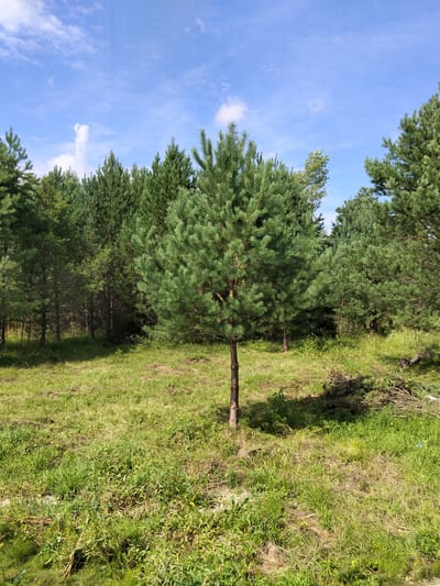 The image depicts a sunlit clearing in a pine forest, likely within or near Novoozornyy, Russia. A young, solitary pine tree stands prominently in the center foreground, its needles vibrant green. Behind it, a dense, mature pine forest stretches across the midground, with tall trees forming a natural wall. The ground is covered in a mix of green grass and dry, fallen pine needles and branches, suggesting a natural forest floor. The sky above is a clear blue, punctuated by scattered white clouds. The overall impression is of a peaceful, natural environment, possibly a park or a well-maintained area within the forest. There are no people or man-made structures visible in the image.