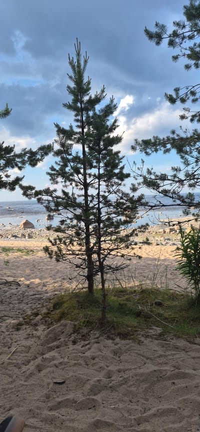 The image depicts a natural scene near a body of water in the village of Motornoe, Russia. In the foreground, sandy ground is covered with sparse dry grass and moss, leading to the base of a young pine tree with two main trunks. The tree has green needles and branches. Behind the tree, a sandy beach extends to the water's edge, where numerous smooth, grey rocks are visible both on the shore and in the shallow water. The water itself is calm and reflects the sky, which is partly cloudy with a mix of grey and white clouds against a blue backdrop. The branches of other pine trees frame the top portion of the image, suggesting a forested area adjacent to the beach. The overall impression is one of a serene, undeveloped coastal landscape.