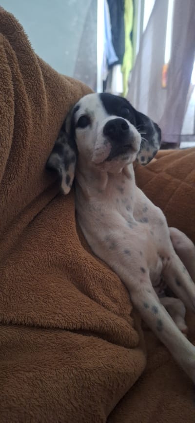A medium shot captures a black and white spotted dog resting on a brown fuzzy blanket. The dog's head is tilted slightly upwards, and its eyes are looking towards the right. The dog's ears are floppy and have black spots. The background is blurry, with hints of clothing hanging and a sheer curtain. The scene appears to be indoors, possibly in a home. The lighting is soft, casting gentle shadows on the dog's fur and the blanket. The overall mood is relaxed and peaceful.