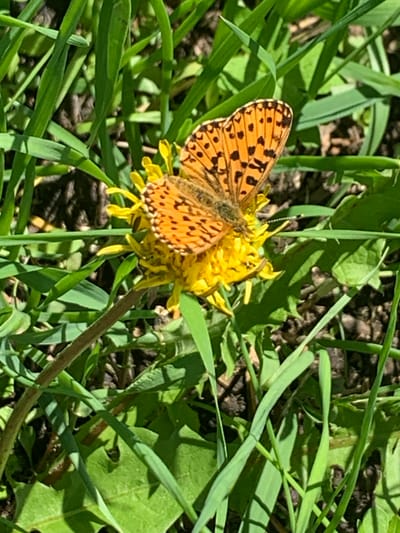 A high-angle close-up shot shows an orange butterfly with black spots on its wings perched on a yellow dandelion flower. The butterfly's antennae are visible, and its wings are spread open. The flower is surrounded by lush green grass and some dark soil. The scene is lit by natural sunlight, casting shadows and highlighting the textures of the grass and the butterfly's wings. The image appears to be taken outdoors, likely in a natural setting such as a park or meadow. There is no indication of the city of Kavalerovo, Russia, in the provided image.
