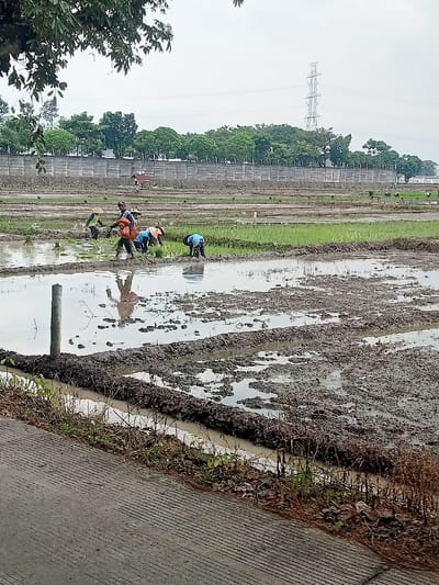 The image shows a flooded rice paddy field with five people working in the field. The people are planting rice seedlings in the muddy water. There is a concrete road at the bottom of the image. The location is a rice paddy field in Jekulo, Indonesia, at coordinates -6.798 latitude and 110.939 longitude. The weather is overcast and there are trees and a power line in the background.