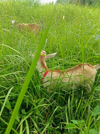 In a grassy field in Gampong Teungoh, Indonesia, a brown and white goat with a red collar is partially obscured by tall green grass. The goat is lying down, facing left with its head raised and looking upwards. In the background, another goat, mostly brown, is visible further into the field. The environment is characterized by dense, lush green vegetation.