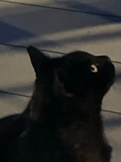 A dark-furred animal, possibly a cat, is seen in close-up. The animal is mostly obscured by darkness, but the shape of its head, an eye with a bright reflection, and part of its body are visible. A textured, light-colored surface, possibly fabric or a wall, is in the background, with vertical lines. The image does not provide enough information to determine the location in Puerto Rico, Spain.