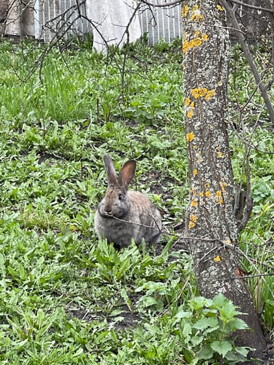 A rabbit rests among greenery, positioned next to a fallen tree trunk covered with yellow lichen. Woven wire fencing appears in the upper left of the frame. The location is unspecified; the text prompt provides the city name only for context.