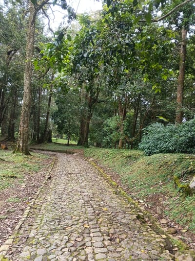 The image depicts a cobblestone pathway winding through a densely vegetated, park-like, or forested area, located within the city of Tây Ninh, Vietnam. The path, constructed from irregularly shaped grey and greenish-grey stones, appears damp and is partially covered with scattered brown leaves and organic debris. It extends from the immediate foreground into the mid-distance, subtly curving to the left.
On the left side of the main pathway, a narrower, unpaved dirt track diverges into the surrounding foliage. The ground on the left is characterized by exposed tree roots and sparse green groundcover, leading to numerous tall, thick-trunked trees with rough, textured bark. Their canopies form a dense overhead layer.
To the right of the cobblestone path, a gently sloping, raised embankment is visible, densely covered with vibrant green groundcover and various bushes. Beyond this embankment, additional trees of varying heights and foliage densities complete the wooded environment.
The entire scene is dominated by lush green foliage, indicating a robust natural setting. The lighting is diffused and soft, consistent with an overcast sky or deep shade beneath a dense tree canopy. There are no individuals, animals, or man-made objects other than the pathway visible, and no actions or interactions are depicted.