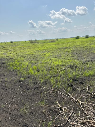 The image depicts a rural landscape in Lau, Nigeria, under a bright, cloudy sky. The scene is divided between a field of young, vibrant green grass and dry, cracked earth interspersed with scattered dry branches and twigs. The field appears to be a cultivated area, possibly a farm, with rows of grass growing unevenly. Some sparse trees are visible in the distance, dotting the horizon. The dry earth on the right side of the image suggests a period of drought or that this section of land is not currently being cultivated or irrigated. The presence of both lush vegetation and arid ground indicates a landscape with distinct microclimates or differing land management practices. The time of day appears to be daytime, with clear visibility and bright sunlight, casting subtle shadows. The weather is fair, with a significant presence of fluffy, white cumulus clouds against a light blue sky. There is no visible text in the image. The overall impression is one of a serene, natural environment undergoing seasonal changes or variations in agricultural activity.