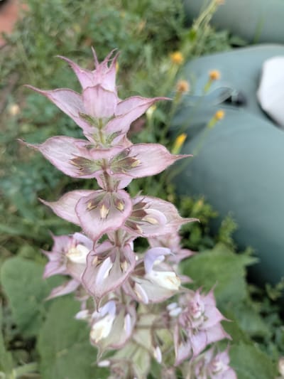 This is a close-up, vertical, outdoor photograph of a cluster of pale pink and white flowers with green accents, likely a type of sage. The flowers are arranged in a spiky, vertical bloom. Some of the petals are delicate and translucent, with fringed edges. The centers of the flowers show small yellow stamen. The background is a soft blur of green foliage, suggesting a garden or natural setting. To the right of the flowers, a large, muted green, curved object is visible, possibly an inflatable raft or a large cushion. There are also a few small yellow flowers scattered in the background. The lighting suggests it is daytime, possibly with some shade. The image appears to have been taken in Kudashivka, Ukraine. No people, text, or specific events are depicted. The focus is entirely on the botanical subject.
