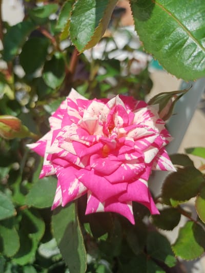 A close-up, high-angle shot captures a bi-colored rose bloom in focus, showcasing its distinct pink and white striped petals. The rose is surrounded by green foliage, with some leaves in sharp focus and others blurred in the background. A rose bud is visible to the left of the bloom, and another unfurling bud is to the right. Sunlight illuminates the scene, casting shadows and highlighting the texture of the petals and leaves. The image appears to be taken outdoors, likely in a garden or a natural setting. There are no people or animals present in the image. The background is softly blurred, suggesting a shallow depth of field, and hints at an outdoor environment with some architectural elements or fencing in the upper right background. The overall impression is of a detailed botanical study of a single, striking flower. The image does not contain any visual elements that would allow for the specific determination of its location within Bolshoy Sochi, Russia.