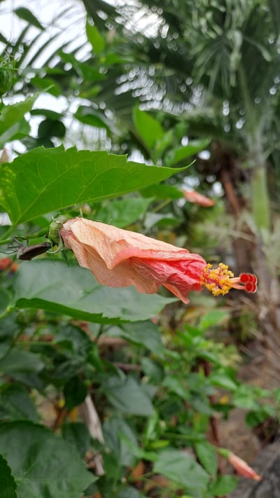 In the city of Lhokawe Teungoh, Indonesia, a close-up, low-angle shot captures a hibiscus flowerbud, partially open, showcasing its delicate petals in shades of pale orange and red. The flower extends to the right, with its stamen featuring yellow pollen and red stigmas. Behind the bloom, lush green hibiscus leaves fill the foreground. The background is a blur of green foliage and the dappled light filtering through palm fronds, suggesting an outdoor, garden-like setting. A small, brown insect, possibly a leaf-footed bug, is visible on a leaf to the left of the flower. The lighting is soft and diffused, indicating an overcast or shaded day.