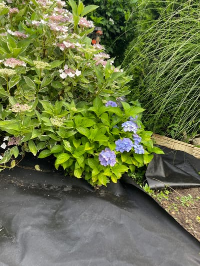 A close-up, eye-level, outdoor shot captures a lush garden scene. In the foreground, a section of black landscape fabric is spread across the ground, appearing damp and somewhat wrinkled. To the right, a small patch of soil with scattered green weeds is visible. Behind the fabric, a vibrant cluster of hydrangeas dominates the frame. These hydrangeas display a mix of colors: some are a soft pink and white, while others are a striking blue. Their large, rounded flower heads are surrounded by abundant green foliage. To the right of the hydrangeas, tall, thin, light green ornamental grass sways gently, its blades creating a wispy texture. The background is filled with a dense green hedge and further foliage, suggesting a well-established garden environment. A small, orange-tipped gardening tool is partially visible nestled within the leaves of the variegated hydrangea on the left side of the image. The overall impression is one of abundant, healthy plant life in a garden setting.