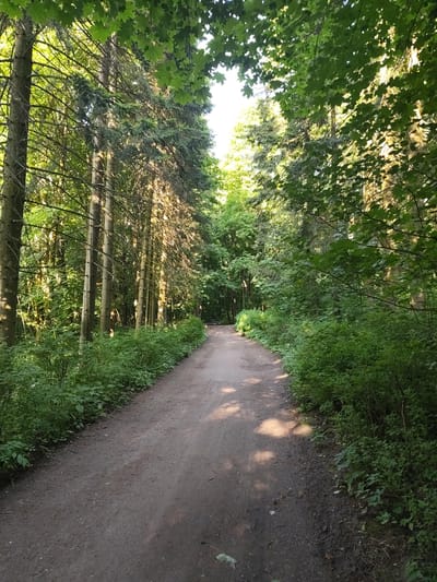 The image displays a dirt path traversing a dense forest in Быково, Russia. The path, centrally positioned and extending from the foreground into the distance, is unpaved and exhibits an uneven, earthy texture with scattered small stones. Patches of sunlight and shadow are cast upon the path, indicating light filtering through an overhead canopy.

On the left side of the path, a row of tall, slender trees, identifiable as conifers, stand in close proximity. Their trunks, characterized by rough bark, are partially illuminated by direct sunlight, casting vertical shadows. A thick undergrowth of green shrubs and herbaceous plants lines the path's edge on this side.

The right side of the path is bordered by an equally dense array of trees and foliage, appearing to include both coniferous and broadleaf species, forming a deep green wall of vegetation. The canopy overhead is thick, allowing shafts of sunlight to penetrate and create a dappled lighting effect. A bright, diffused light source, consistent with an open sky, is visible through gaps in the foliage at the upper central and upper right portions of the frame. No human figures, animals, or artificial structures are discernible within the scene.