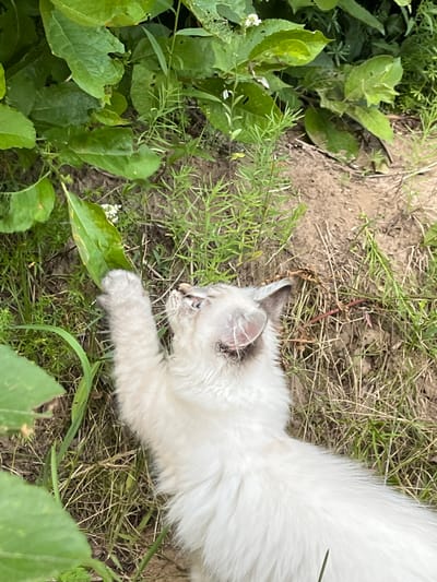 A fluffy white kitten with seal-point coloring lies on its back in dry grass and dirt, paws extended towards a large green leaf. The kitten's eyes are open, and its mouth is slightly ajar. The scene appears to be outdoors, possibly in a garden or natural area. There are no indications of the specific location within Суроватиха, Russia.