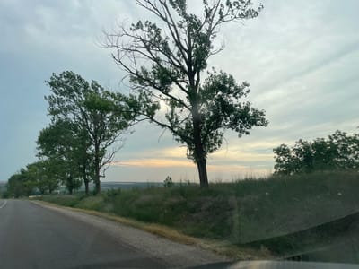 The media file depicts a rural landscape in Albota de Jos, Moldova, under an overcast sky. A paved road curves from the left foreground into the distance, bordered by a grassy embankment. Several trees, some with lush green foliage and others with sparser, bare branches, stand along the embankment. The larger trees are prominent, with one particularly tall, thin tree in the right foreground. In the background, rolling hills and fields are visible under a diffused light, suggesting it might be late afternoon or early morning. The overall mood is serene and natural, with no people or man-made structures other than the road. The weather appears calm, with soft, diffused light filtering through the clouds. There is no visible text in the image.