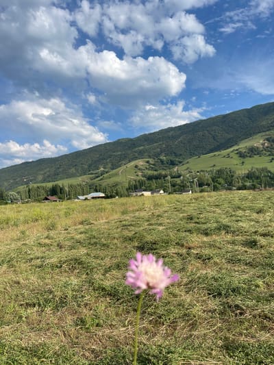 The image depicts a rural scene in Taran-Bazar, Kyrgyzstan, under a partly cloudy blue sky. In the foreground, a single, out-of-focus pink flower with a white center stands tall on a thin stem, positioned slightly to the left of the frame's center. The ground is covered with mown grass, appearing dry and light brown in some areas, with patches of green vegetation.
In the middle ground, a scattering of trees, predominantly tall and slender evergreens, lines the edge of a village. Several houses with pitched roofs are visible among the trees, appearing as residential structures. The landscape transitions to a gently sloping, green hillside in the background. This hillside is sparsely dotted with trees and shows signs of terracing or pathways winding up its slope. Further in the distance, the image culminates in the imposing, tree-covered slopes of a mountain range, which dominates the upper right portion of the frame. The overall impression is one of a tranquil, natural environment.