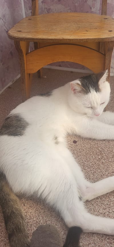 A white cat with grey patches is lying on a beige carpet in front of a small wooden stool. The cat has its eyes closed and appears to be sleeping. The stool is positioned to the left of the cat, with its legs on the carpet. The background consists of a wall with a textured pink and white pattern. The image was taken indoors. The location is specified as Gamovo, Russia.