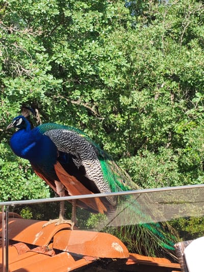 A peacock perches on a terracotta tile roof adjacent to a glass railing, with a dense green tree as a backdrop. The peacock exhibits vibrant blue plumage on its neck and speckled black and white feathers on its back, transitioning into iridescent green tail feathers. The scene is brightly lit, suggesting daylight. The location is Starosel, Bulgaria.