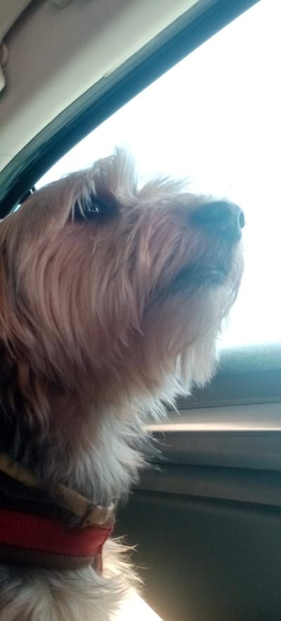 A close-up, angled indoor shot shows a light-brown dog with shaggy fur looking out of a car window. The dog's head is in the left half of the frame, facing right and slightly upwards. A red collar is visible around the dog's neck, partially obscured by its fur. The background is a bright, blown-out sky or light, with the dark interior of a car visible along the bottom and left edges of the frame. The image appears to have been taken in Galapagar, Spain, though no specific urban features are visible.