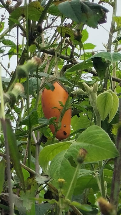 An orange, oblong fruit, possibly a type of eggplant or pepper, hangs from a vine surrounded by green leaves and branches. The fruit is slightly elongated and tapers towards the top. It has a smooth skin with a few dark spots visible. The surrounding foliage is dense, with various shades of green, and some of the leaves appear slightly wilted or damaged. The background is indistinct, suggesting an outdoor environment with diffused light, possibly a garden or a natural setting within Bintangpermata, Indonesia. There are no people or animals present in the image.