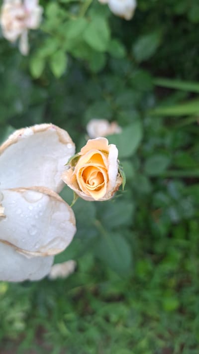 A close-up, vertical, medium shot captures a single, partially opened peach-colored rosebud positioned slightly left of center. The rosebud is adorned with dew drops. To the left of the rosebud, a large, pale, wilted petal, also with dew drops, occupies the foreground. The background consists of soft-focus green foliage and hints of other out-of-focus flowers. The scene is set in a garden within the city of Gazalkent, Uzbekistan.