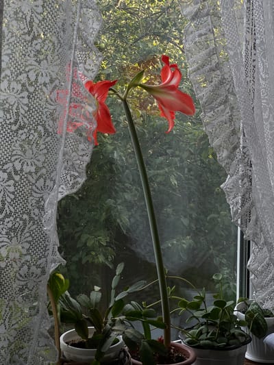 The image shows a close-up view of a window with lace curtains and potted plants in front of it, looking out onto a leafy green background. A tall red amaryllis flower with white accents dominates the center, its stem arching gracefully. To the left, a portion of a white lace curtain is visible, featuring an intricate floral pattern. To the right, another section of the same white lace curtain frames the scene. Below the amaryllis, several potted plants are arranged on a windowsill. These include a cactus-like plant with segmented green stems and pads, and a plant with small, round, green leaves. The background outside the window is filled with dense green foliage, suggesting trees or shrubs, with some sunlight filtering through. The overall impression is of a quiet, indoor scene with a view of nature. The photograph was taken in Yakshur-Bod'ya, Russia.