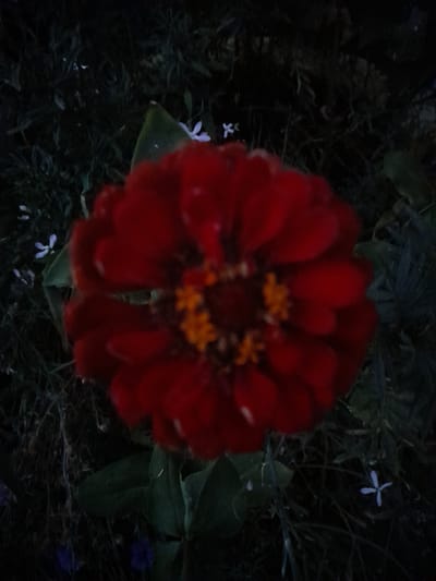 A close-up, somewhat blurry photograph captures a vibrant red zinnia flower in the foreground, its petals unfurling outwards. The center of the flower displays small, bright yellow stamens. Surrounding the zinnia, the background is a dark, shadowy garden with green foliage. Scattered throughout the garden are several tiny white and light purple flowers, adding delicate pops of color to the scene. The overall impression is one of a blooming garden at dusk or in low light. The location provided, Новоалексеевка, Kazakhstan, places this image in a specific geographical context within a rural or semi-rural setting.