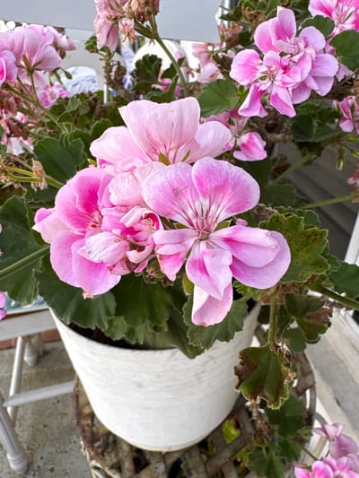 The image displays a close-up, top-down view of vibrant pink geranium flowers in bloom, likely situated in an outdoor setting in Seal Beach, United States of America. The primary subjects are the clusters of delicate pink petals, with some showing darker pink veins and white centers. The flowers vary in their state, with some appearing fresh and fully open, while others show signs of wilting or fading.
Surrounding the blossoms are numerous green leaves, many of which exhibit dark brown spots and dried edges, suggesting possible stress, disease, or the natural aging process of the plant. The foliage has a slightly ruffled or serrated edge. The plant is contained within a white cylindrical planter, part of which is visible on the right side of the frame. Behind and around the planter, a woven, lattice-like structure, possibly a decorative basket or part of a stand, can be seen.
The lighting is bright and natural, indicating it is daytime. The overall scene suggests a cultivated outdoor space, such as a balcony, patio, or garden. There are no people visible, and no specific activity is taking place beyond the natural state of the blooming plant. No text is visible in the image.