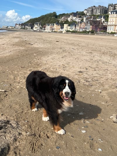 A Bernese Mountain Dog stands on the sandy beach of Trouville-sur-Mer, France. The dog, with its characteristic black, white, and tan markings, is facing the camera with its mouth slightly open, appearing to pant. Behind the dog, the beach stretches towards a row of buildings that line the coast. These buildings, a mix of architectural styles, are situated on a hillside that slopes upward, with some appearing to be hotels or residential properties. The sky above is blue with scattered white clouds. The sand is a light brown color, with some pebbles and debris scattered across it, indicating the natural state of the beach. The overall scene depicts a dog enjoying a day at the beach with a picturesque coastal town in the background.