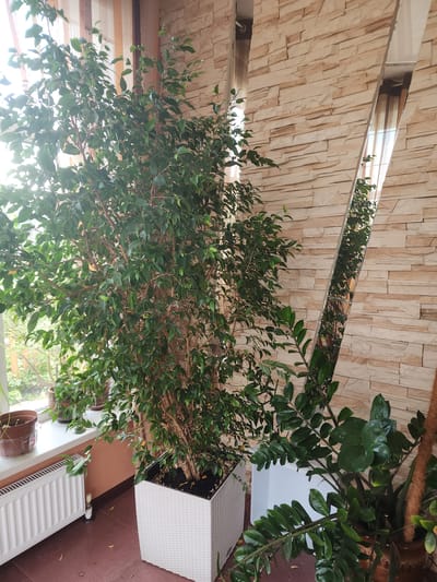 The image depicts an indoor scene with two potted plants, a white radiator, and a textured stone wall. The larger plant, a ficus, is in a white woven planter and dominates the left side of the frame. Sunlight streams in from a window to its left, illuminating its dense green foliage. To the right of the ficus is a smaller plant with dark green, glossy leaves. A tall, slender mirrored panel is positioned between the plants and the wall, reflecting the plants and the window. The wall itself is made of irregular, stacked beige and tan stones. A white radiator runs along the bottom of the image, beneath a windowsill where a small brown pot containing a plant is visible. The floor appears to be a reddish-brown tiled surface, with a few fallen leaves scattered on it. The scene suggests a domestic or office interior space, potentially in Yuryev-Polsky, Russia, given the context. There are no people visible in the image.