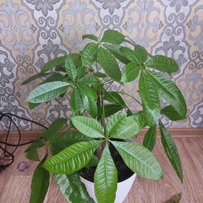 A potted plant, likely a Money Tree (Pachira aquatica), with lush green foliage is positioned on a wooden floor against a patterned wallpaper backdrop. The wallpaper features an intricate design of interlocking grey and beige shapes with a slightly textured finish. To the left of the plant, a black electrical cord and a small, coiled purple ribbon are visible on the floor. The plant is in a white, ribbed planter. The scene appears to be indoors, likely in a residential setting in the city of Ақкемер, Kazakhstan. There are no people or animals present.