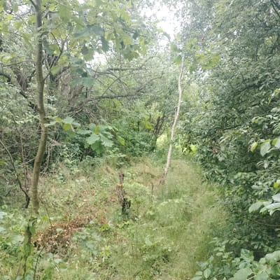 The image shows a dirt path winding through a dense, overgrown wooded area. The path is covered in grass and debris, suggesting it is not frequently used. Tall trees and thick undergrowth create a shaded, natural environment. A cut tree stump is visible on the left side of the path. The overall impression is one of a wild, untamed natural space. The location is the city of Hirnyk, Ukraine, indicating this is likely a natural area within or on the outskirts of the city. There are no people or animals visible in the image.