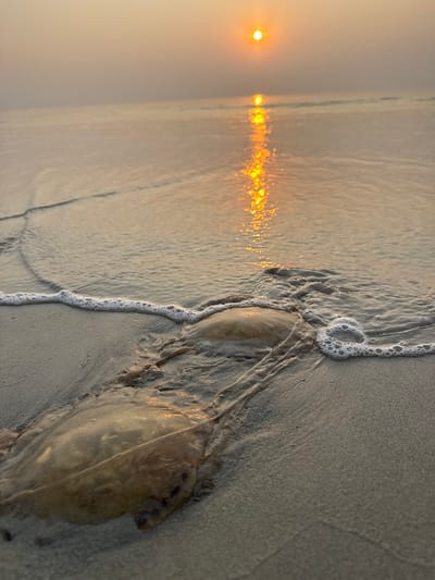 The image depicts a beach scene at Betalbatim, India, during either sunrise or sunset. In the foreground, two translucent, disc-shaped marine organisms, identified as jellyfish, lie partially embedded in wet, light-colored sand. The organism in the lower left is more fully visible, displaying a light brown coloration and some internal detail. A receding wave with a line of white foam washes over the upper portion of the sand and the second jellyfish. The midground shows the calm ocean extending to the horizon. In the background, a bright orange-yellow sun is positioned low above the horizon, casting a prominent, shimmering vertical reflection across the water's surface. No human individuals or man-made structures are present.