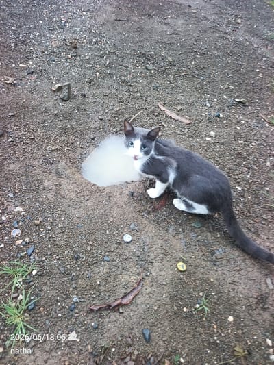 A young, slender grey and white cat with blue eyes is partially submerged in a shallow muddy puddle on a gravelly ground. The cat is facing the camera, with its head tilted slightly. Its front paws are in the water, and its hind legs are on the dry ground. The background is a mix of dirt, gravel, and sparse green grass, with a few fallen leaves and bottle caps scattered around. The scene appears to be outdoors, possibly in a rural or semi-rural area. The lighting suggests it might be overcast or early morning/late evening. The timestamp overlay in the lower left corner indicates the image was taken on June 18, 2026, at 06:22, with "natha" as a possible identifier. The location is specified as El Chaparral, Venezuela.