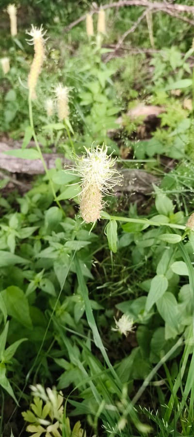 The image depicts a close-up view of several creamy-white flowers with delicate, spiky petals and fuzzy centers, surrounded by lush green foliage and grass. The flowers appear to be in various stages of bloom, with some more fully opened than others. The background is a soft blur of green, suggesting an outdoor natural setting. No people or animals are visible. The image appears to be taken in a natural, vegetated area, possibly a park or a wild meadow.