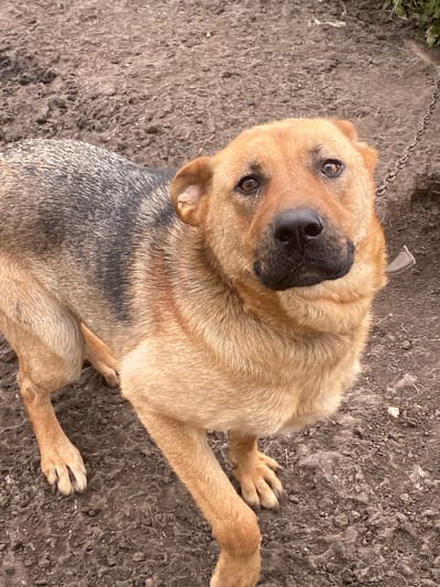 A medium shot captures a German Shepherd-mix dog standing on dirt ground. The dog is facing the camera, with its head tilted slightly. Its fur is a mix of tan and dark gray, with the tan coloring prominent on its face and chest, and the dark gray on its back. The dog's eyes are brown and appear to be looking directly at the viewer, with a subtle hint of sadness or curiosity. Its ears are pointed upwards. The ground beneath the dog is composed of dark, loose soil with scattered twigs and debris. A metal chain is visible extending from the top right of the frame, suggesting the dog may be tethered. The overall environment appears to be an outdoor, possibly rural setting, given the dirt and the chain. No specific location in Nadezhdino, Russia, is identifiable within the image itself.