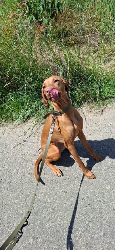 A medium shot photograph shows a Vizsla dog sitting on a paved path, with its head tilted back and its tongue sticking out. The dog is wearing a green collar and a leash. Behind the dog, tall green grass and some dry brown vegetation are visible. The scene is illuminated by bright sunlight, casting a shadow of the dog onto the path. The location is identified as Nörvenich, Germany.