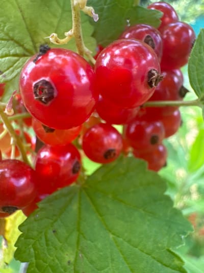 This close-up, eye-level shot features a cluster of ripe red currants hanging from a branch, interspersed with vibrant green leaves. The currants are plump and glossy, with a deep red hue that suggests a sunny, warm day. A few of the berries show small, dark calyx remnants at their tips.
The setting appears to be a garden or natural outdoor environment, likely in Povarovo, Russia, given the context. The background is softly blurred, with hints of other greenery and possibly sunlight filtering through the foliage, indicating it is daytime. The focus is sharp on the foreground berries and leaves, highlighting their textures and colors.
There are no people or text visible in the image. The overall impression is one of natural abundance and the freshness of ripe fruit in a tranquil outdoor setting.