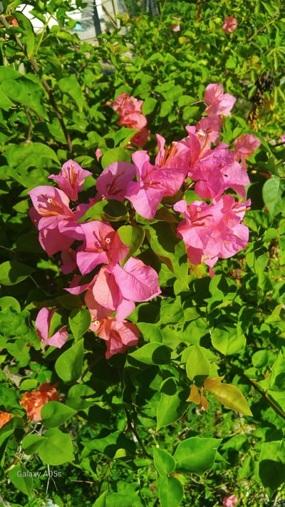A close-up, eye-level shot captures a cluster of vibrant pink bougainvillea flowers blooming amongst lush green leaves. The sunlight illuminates the delicate petals, highlighting their papery texture and intricate details, with some flowers appearing lighter pink or even orange, suggesting a range of bloom stages or varieties. The surrounding foliage is dense and verdant, with some leaves catching the light and casting shadows, creating a natural, slightly dappled effect. The background is softly blurred, hinting at more vegetation and possibly a building structure, but the focus remains firmly on the blossoms in the foreground. The image was taken in Rambongpayong, Indonesia.